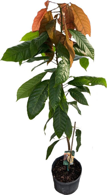 Trinitario Cacao Large Rounded Red Chocolate Tree Orange